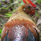 Coq de Lafayette