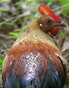 Sri Lanka Junglefowl