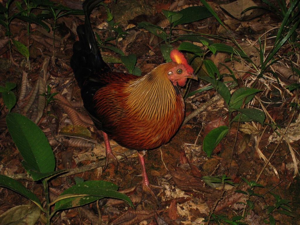 Sri Lanka Junglefowl