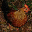 Coq de Lafayette