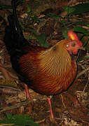 Sri Lanka Junglefowl