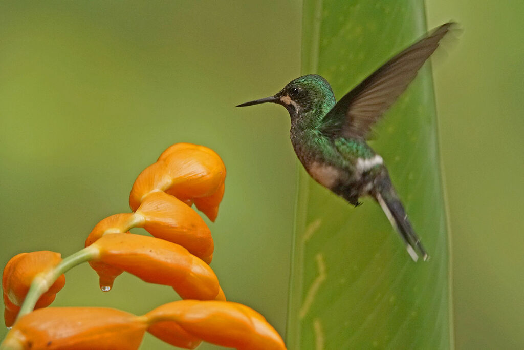 Green Thorntail female