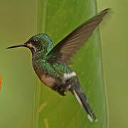 Green Thorntail