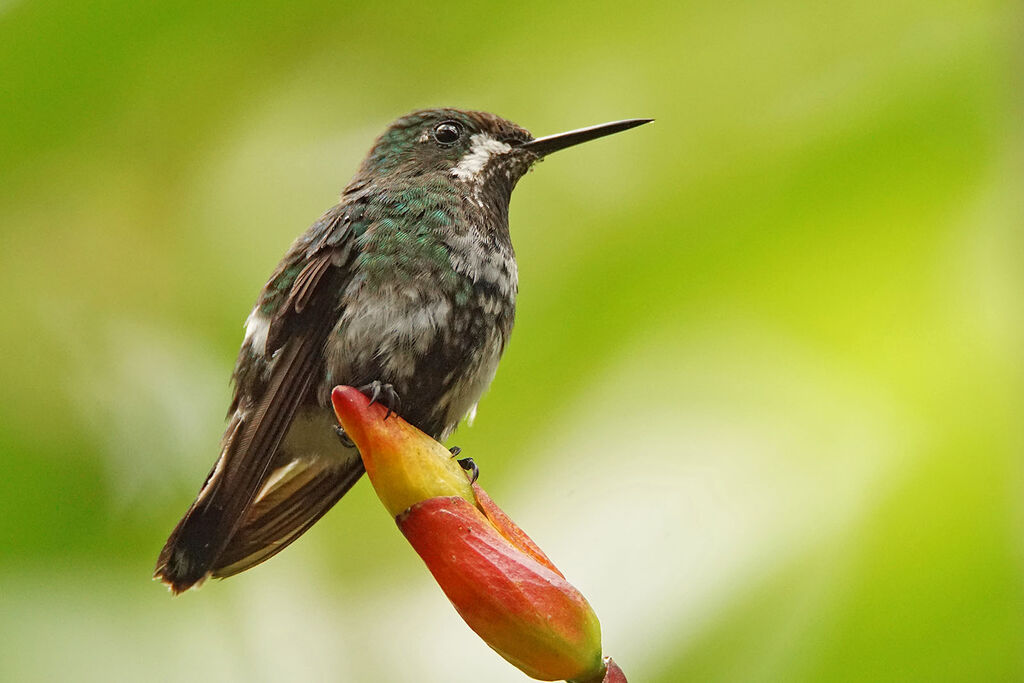 Green Thorntail female