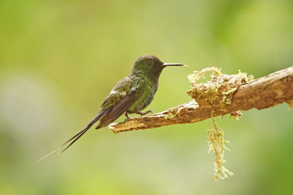 Green Thorntail male