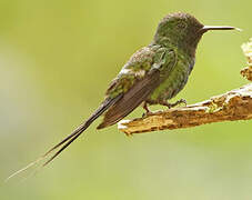 Green Thorntail