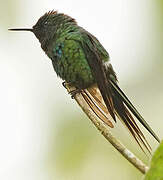 Green Thorntail