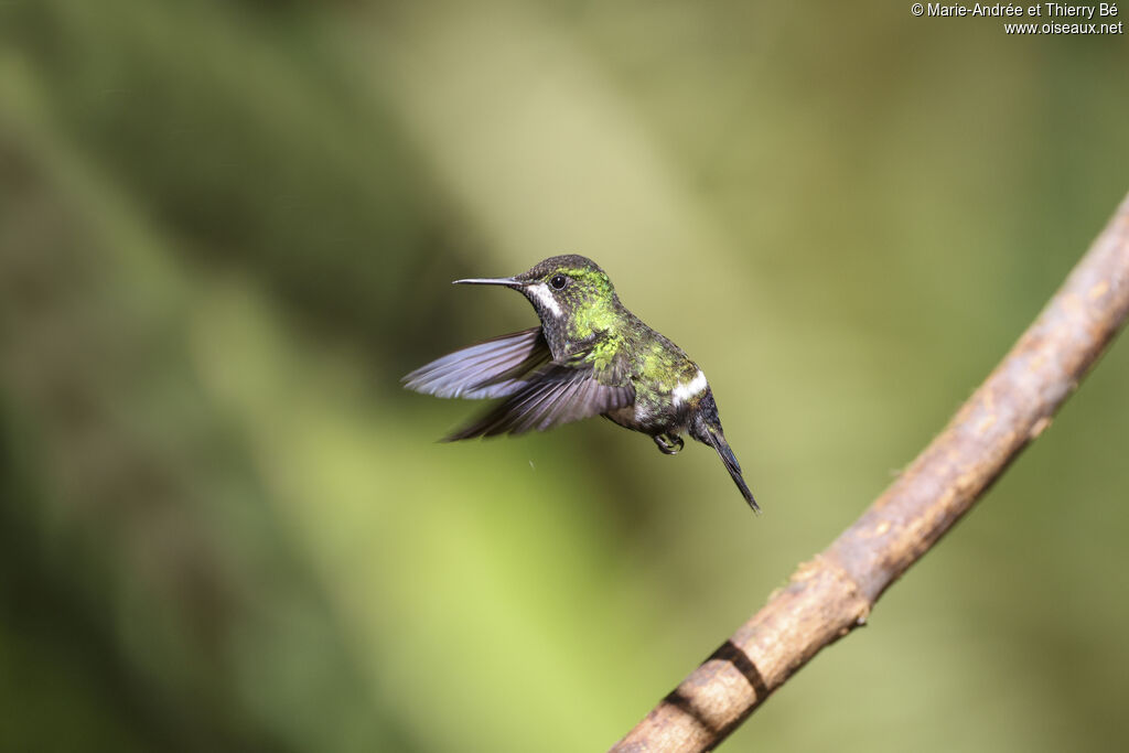 Green Thorntail