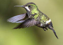 Green Thorntail