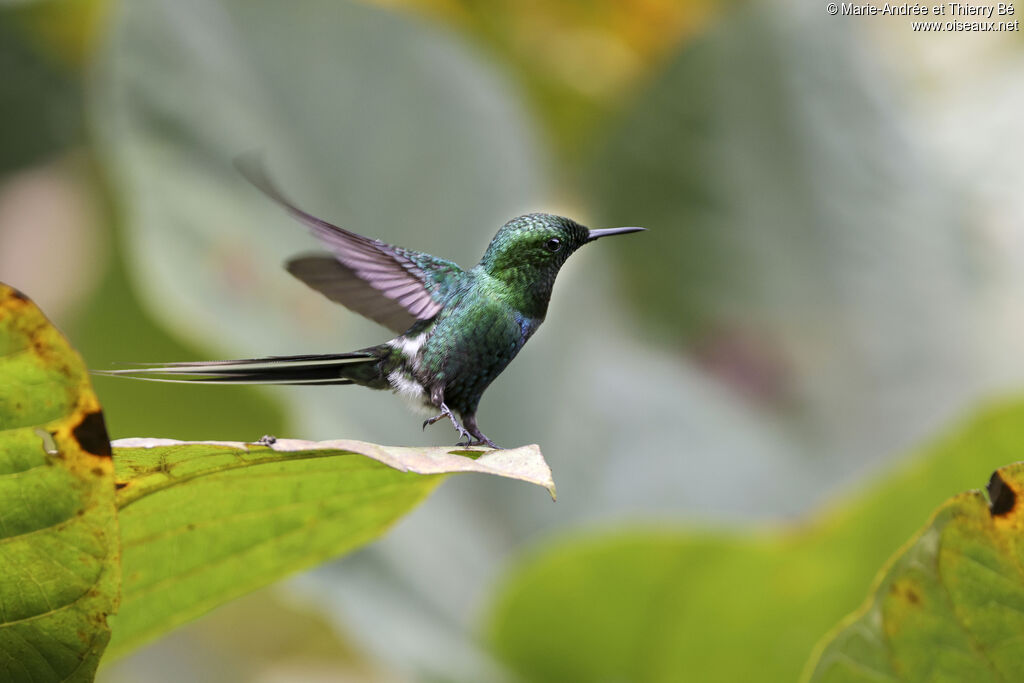 Green Thorntail male