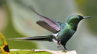 Green Thorntail