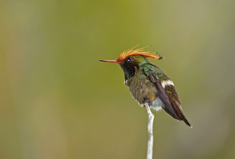 Rufous-crested Coquette male