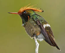 Rufous-crested Coquette