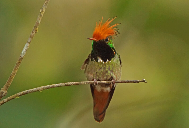 Rufous-crested Coquette male