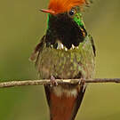 Coquette de Delattre