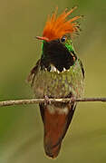 Rufous-crested Coquette