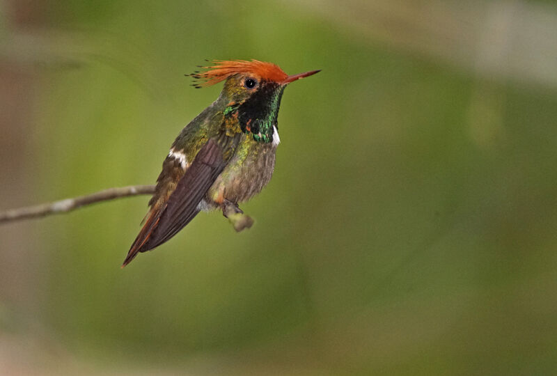 Rufous-crested Coquette male