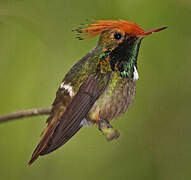 Rufous-crested Coquette