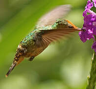 Rufous-crested Coquette