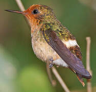 Rufous-crested Coquette