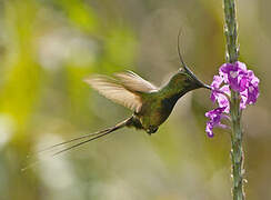 Wire-crested Thorntail