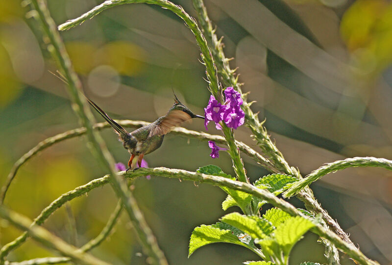 Wire-crested Thorntail male