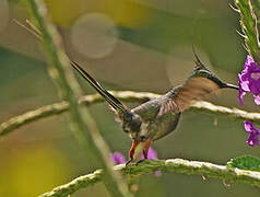 Wire-crested Thorntail