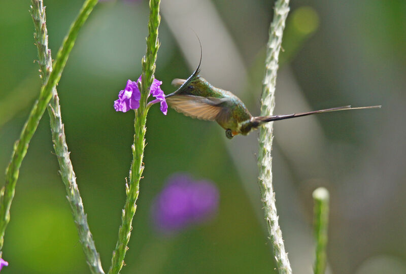 Wire-crested Thorntail male