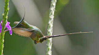 Wire-crested Thorntail