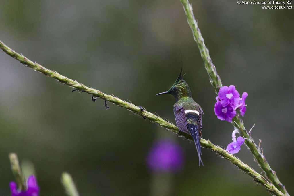 Wire-crested Thorntail male