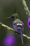 Wire-crested Thorntail