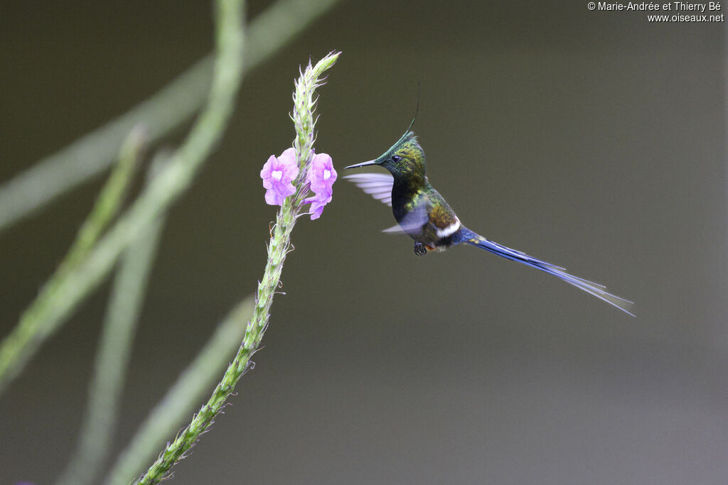 Wire-crested Thorntail male