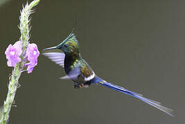 Wire-crested Thorntail