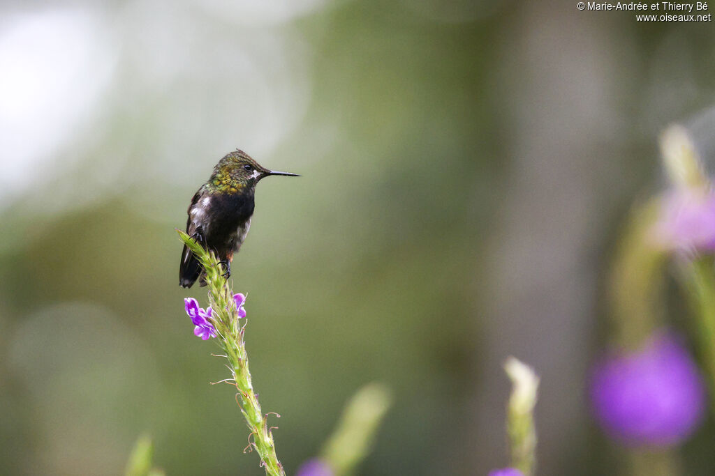 Wire-crested Thorntail female