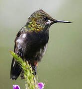 Wire-crested Thorntail