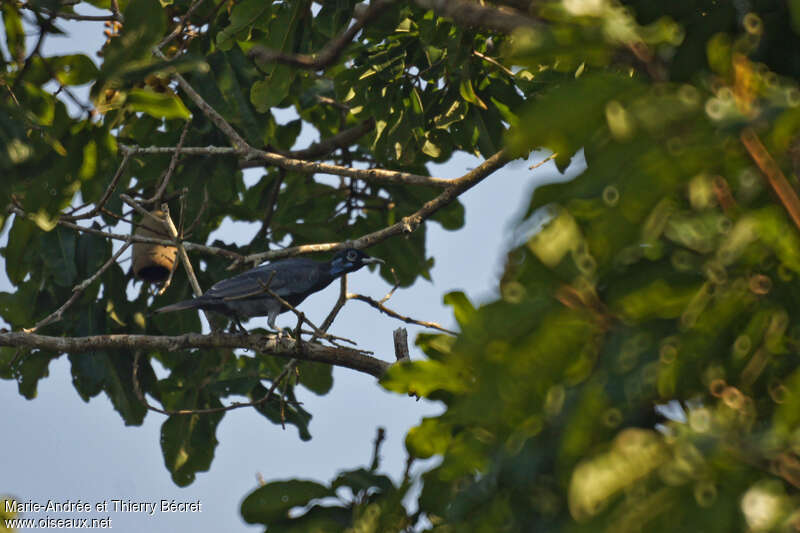 Bare-necked Fruitcrow female adult, habitat, pigmentation