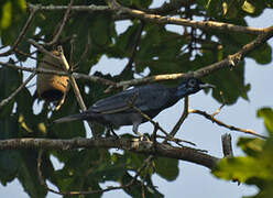 Bare-necked Fruitcrow