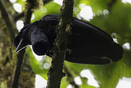 Long-wattled Umbrellabird