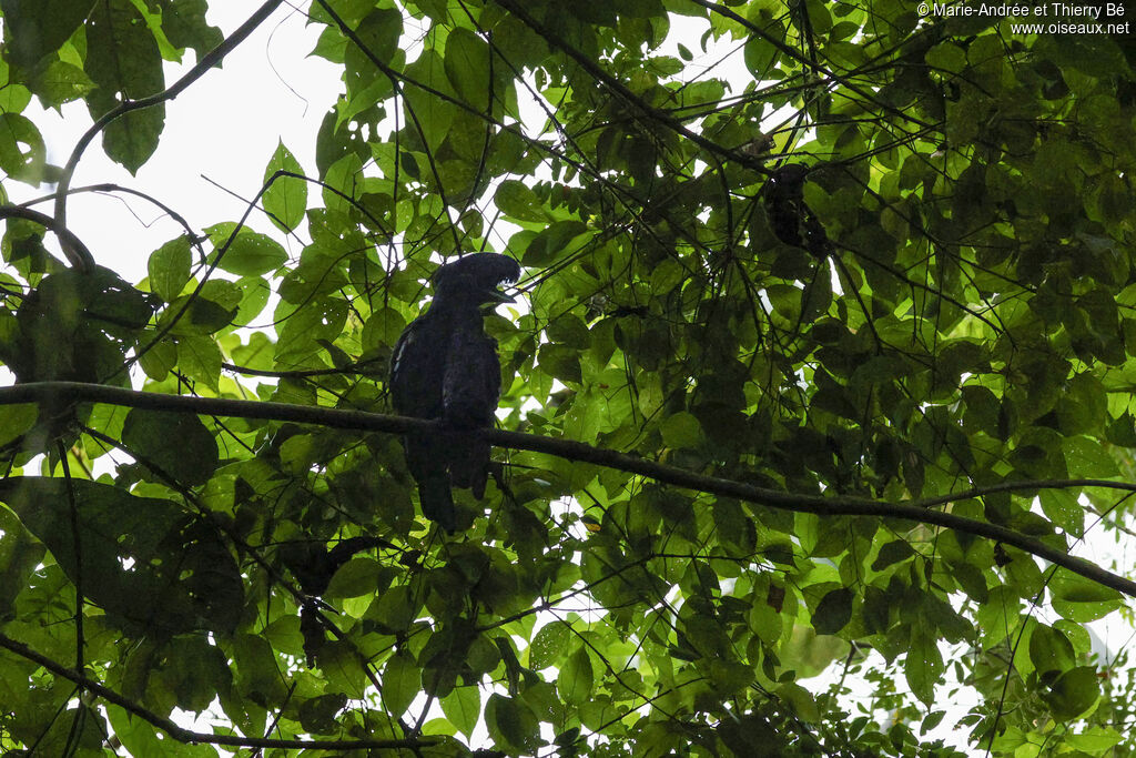 Long-wattled Umbrellabird