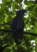 Long-wattled Umbrellabird