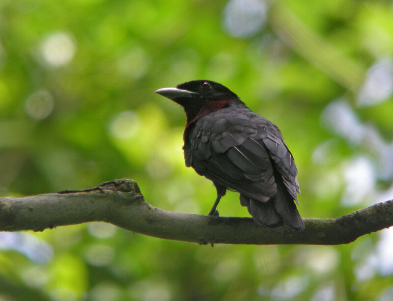 Purple-throated Fruitcrow