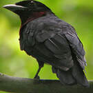 Coracine noire