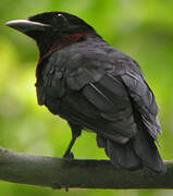 Purple-throated Fruitcrow