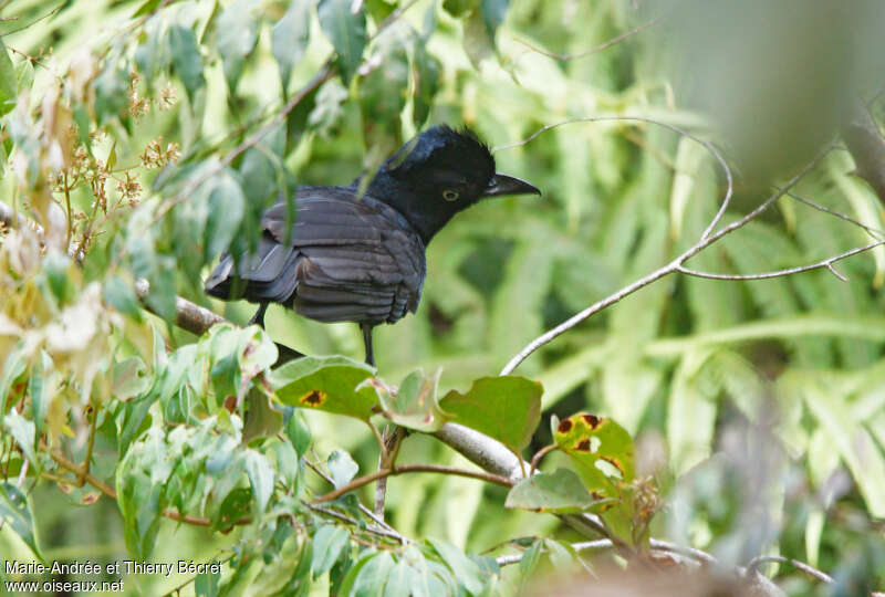 Amazonian Umbrellabirdadult, Behaviour