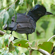 Amazonian Umbrellabird