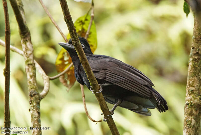 Amazonian Umbrellabirdadult, aspect