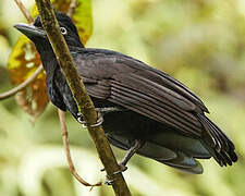 Amazonian Umbrellabird