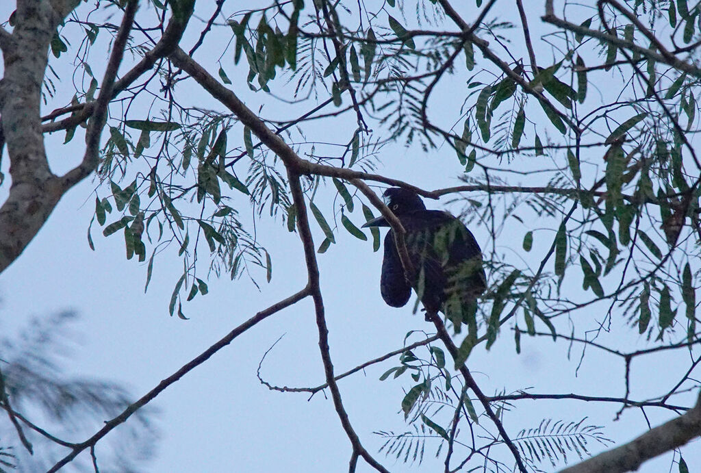 Amazonian Umbrellabird