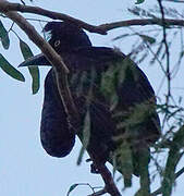 Amazonian Umbrellabird