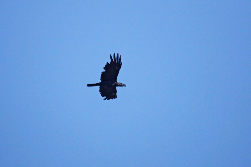 Corbeau à gros bec